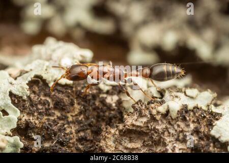 Eine Zwergant (Pseudomyrmex ejectus) Arbeiter jagt auf einem Flechten bedeckten Baumstamm. Stockfoto