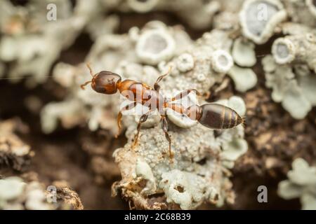 Eine Zwergant (Pseudomyrmex ejectus) Arbeiter jagt auf einem Flechten bedeckten Baumstamm. Stockfoto