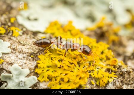 Eine Zwergant (Pseudomyrmex ejectus) Arbeiter jagt auf einem Flechten bedeckten Baumstamm. Stockfoto