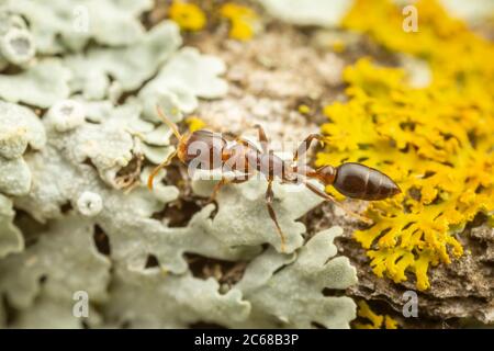 Eine Zwergant (Pseudomyrmex ejectus) Arbeiter jagt auf einem Flechten bedeckten Baumstamm. Stockfoto