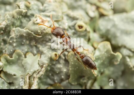 Eine Zwergant (Pseudomyrmex ejectus) Arbeiter jagt auf einem Flechten bedeckten Baumstamm. Stockfoto