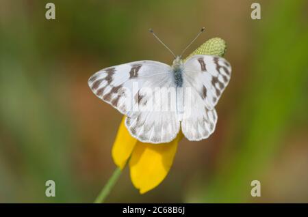 Kariert weiß, Pontia protodice, auf mexikanischen Hut, Ratibida columnifera Stockfoto