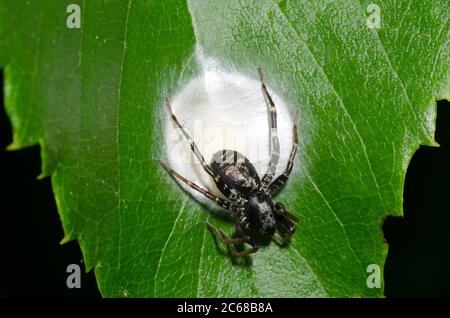Antmimic Sac Spider, Castianeira sp., weibliche Eierkasten Stockfoto