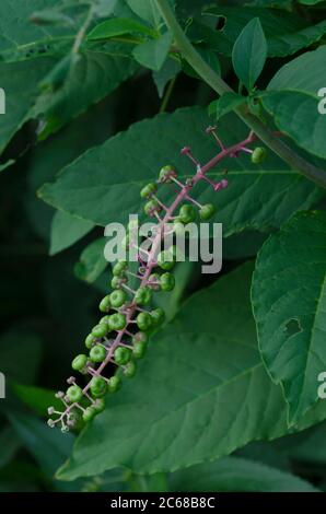 Amerikanische Frankreich, Phytolacca americana Stockfoto