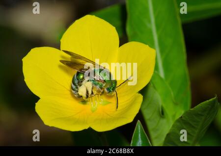 Braunflügelbiene, gestreifte Schweißbiene, Agapostemon splendens, auf der Floating Primrose-Weide, Ludwigia peploides Stockfoto