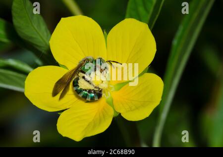 Braunflügelbiene, gestreifte Schweißbiene, Agapostemon splendens, auf der Floating Primrose-Weide, Ludwigia peploides Stockfoto