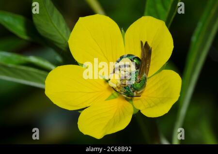 Braunflügelbiene, gestreifte Schweißbiene, Agapostemon splendens, auf der Floating Primrose-Weide, Ludwigia peploides Stockfoto