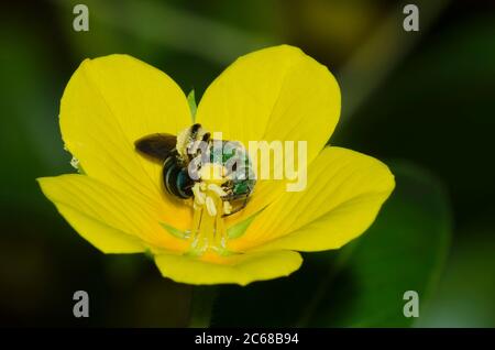 Braunflügelbiene, gestreifte Schweißbiene, Agapostemon splendens, auf der Floating Primrose-Weide, Ludwigia peploides Stockfoto