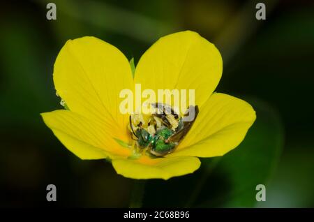 Braunflügelbiene, gestreifte Schweißbiene, Agapostemon splendens, auf der Floating Primrose-Weide, Ludwigia peploides Stockfoto