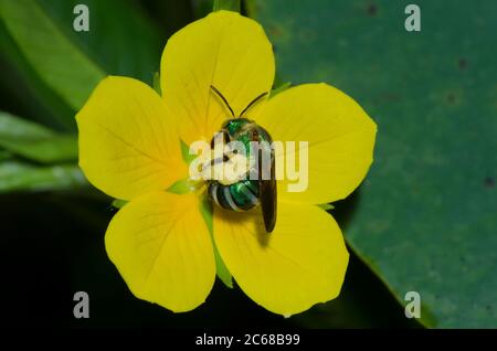 Braunflügelbiene, gestreifte Schweißbiene, Agapostemon splendens, auf der Floating Primrose-Weide, Ludwigia peploides Stockfoto