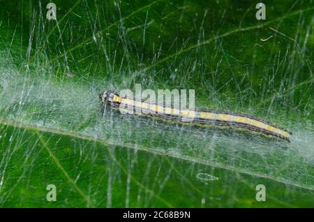 Dimorphic Macalla, Epipaschia superatalis, Larve auf Poison Ivy, Toxicodendron radicans Stockfoto