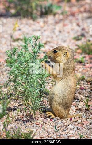 Jungtiere des Prairie Dog (Cynomys gunnisoni), die Pflanze in ihrem Lebensraum in der Nähe ihres Bauwerks, Monument Colorado USA, fressen. Foto im Juli. Stockfoto