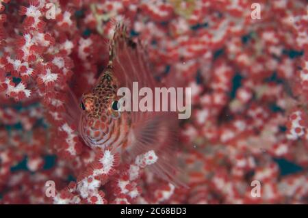 Fadenflossen-Falkenfisch, Cirrhitichthys aprinus, auf Korallenfächern, Batu Lima Tauchplatz, Dampier Straits, Raja Ampat, West Papua, Indonesien Stockfoto