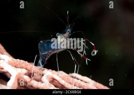 Clear Cleaner Shrimp, Urocaridella antonbrunii, mit planktonischen Beute, Yeben Untiefen Tauchplatz, West Waigeo, Raja Ampat, West Papua, Indonesien Stockfoto