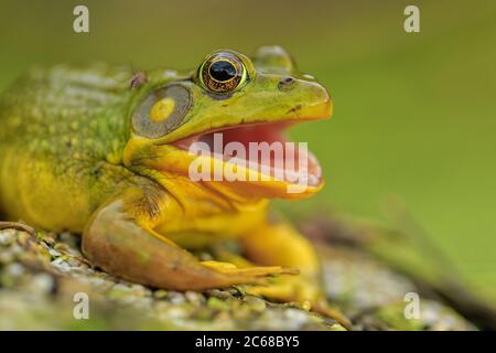 Ein amerikanischer Bullfrog hat seine Haut abgeworfen. Stockfoto