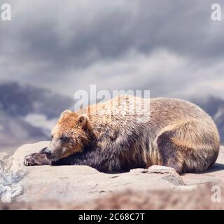 Großer Braunbär auf Felsen, Nahaufnahme Stockfoto