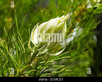 Sanfte weiße Blüte der Blütenbraut Serruria florida Stockfoto