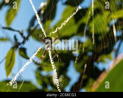 St Andrew's Cross Spinne in ihrem Netz, Spinnen ihre Spinne Seide in ein dekoratives Netz mit seinem unverwechselbaren Kreuzmuster Stockfoto