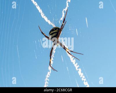 St Andrew's Cross Spinne in ihrem Netz, Spinnen ihr dekoratives Netz mit seinem unverwechselbaren Kreuzmuster Stockfoto