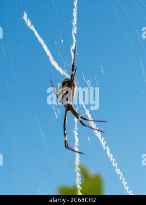 St Andrew's Cross Spinne in ihrem Netz Spinnen ihre dekorative Web mit seinem unverwechselbaren Kreuzmuster Stockfoto