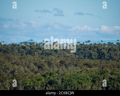 Schöner Tag, australische Küstenlandschaft, Baumkronen von Eukalyptus-Gum-Bäumen, Busch, Hügel und Wolken am blauen Himmel, aufgeteilt zwischen Bäumen und Himmel Stockfoto