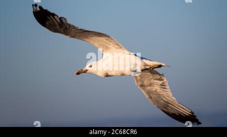 Nahaufnahme der kalifornischen Möwe (Larus californicus) während des Fluges; San Francisco Bay Area, Kalifornien Stockfoto