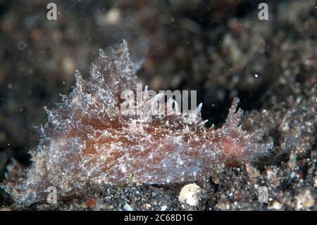 Stumpfes Ende Sea Hare, Dolabella auricularia, Jadi-Jadi Tauchplatz, Lembeh Straits, Sulawesi, Indonesien Stockfoto