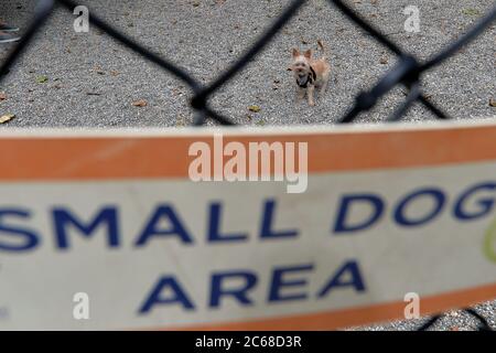 New York City, USA. Juli 2020. Ein Hund spielt im Madison Square Park in New York, NY, 7. Juli 2020. Im Rahmen der Phase 3 der Neueröffnung von New York City haben Dog Runs, zusammen mit Tattoo-Salons, Spas, Nagelstudios und Basketball-, Tennis- und Volleyballplätzen ab dem 6. Juli wieder eröffnet. (Anthony Behar/Sipa USA) Quelle: SIPA USA/Alamy Live News Stockfoto