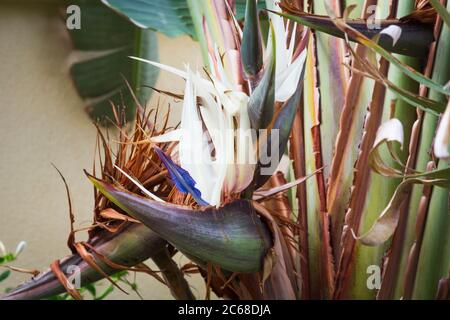 Nahaufnahme der blühenden Strelitzia nicolai Giant White Bird of Paradise Blume Stockfoto