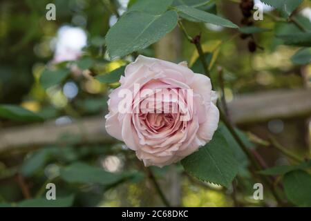 Nahaufnahme einer einzigen rosa 'Königin von Schweden' englische Kletterrose auf einem Holzgitter Stockfoto