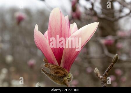 Eine Nahaufnahme einer einzelnen Untertasse Magnolie blüht im frühen Frühjahr Stockfoto