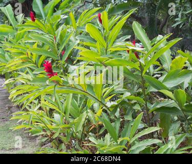 Rote Ingwerblumen, Alpinia purpurata, in einer tropischen Landschaft mit Palmen im Hintergrund Stockfoto