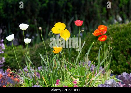 Eine gemischte Gartenbepflanzung mit Mohnblumen, blühendem Grünkohl und calibrachoa-Blüten. Stockfoto