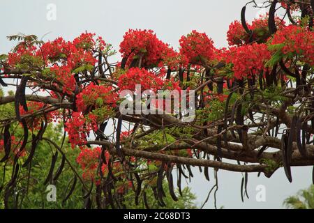 Nahaufnahme von leuchtend roten Royal Poinciana Blumen auf einem Baum Zweig an einem bewölkten Tag. Stockfoto