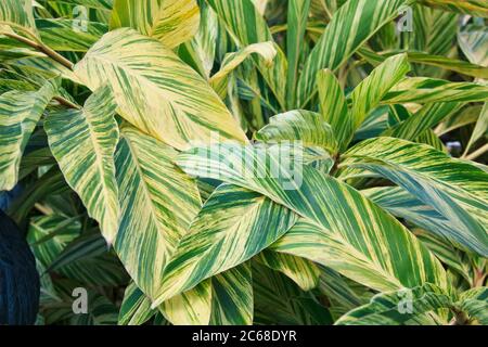 Nahaufnahme des auffallenden Laubes auf der bunten Shell Ginger, Alpinia zerumbet Variegata Pflanze Stockfoto