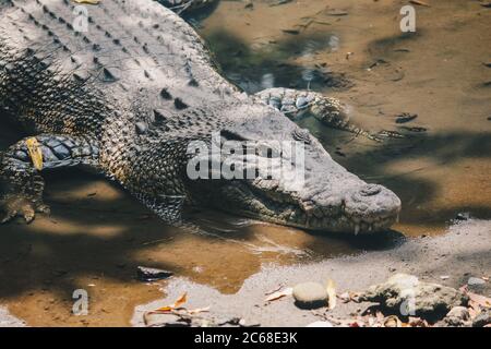 Salzwasserkrokodil (Crocodylus porosus) oder Salzwasserkrokodil oder Indo Australian Krokodil oder man-eater Krokodil. Sonnenbaden am Sumpf. Stockfoto