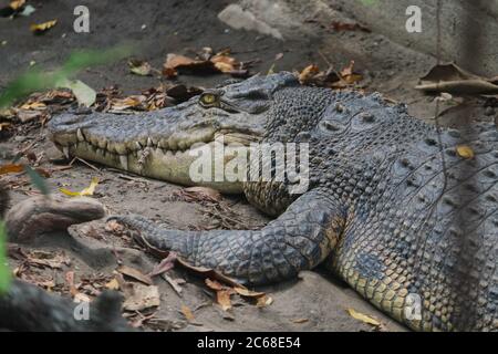 Salzwasserkrokodil (Crocodylus porosus) oder Salzwasserkrokodil oder Indo Australian Krokodil oder man-eater Krokodil. Sonnenbaden am Sumpf. Stockfoto