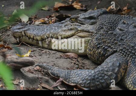 Salzwasserkrokodil (Crocodylus porosus) oder Salzwasserkrokodil oder Indo Australian Krokodil oder man-eater Krokodil. Sonnenbaden am Sumpf. Stockfoto
