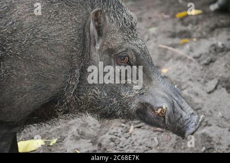 Nahaufnahme von Wildschweinen (sus scrofa ferus) in der Tierwelt. Stockfoto