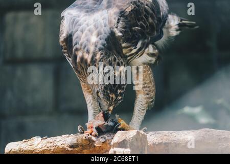 Der wandelbare Falkadler oder Haubenfalkadler (Nisaetus cirrhatus) sitzt auf dem Ast und isst Fisch auf seinem Bein. Raubvogel auf dem Baum isoliert Stockfoto