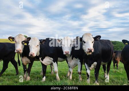 Rinder. Junge Holstein-Friesische Kühe auf einem Feld in West kennet. Avebury, Wiltshire, England Stockfoto