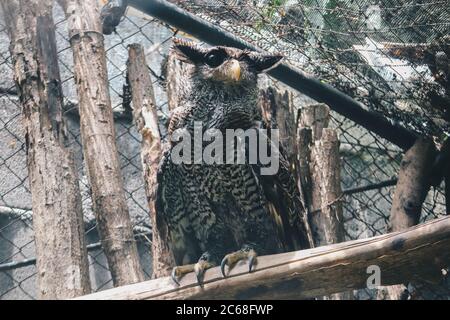 Die Stacheladler-Eule (Bubo sumatranus), auch Beluk Jampuk oder Malaiischer Adlerkauz genannt, auf dem Ast Stockfoto