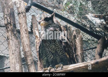 Die Stacheladler-Eule (Bubo sumatranus), auch Beluk Jampuk oder Malaiischer Adlerkauz genannt, auf dem Ast Stockfoto