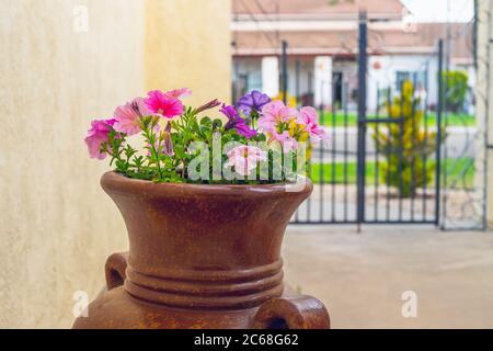 Blossom Petunia Blumen in schönen Ton Blumentopf aus nächster Nähe auf der Terrasse oder im Hinterhof. Gartenbau, Landschaftsbau Konzept Stockfoto