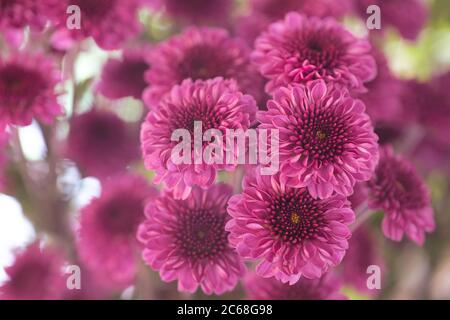 Rosa Chrysanthemum. Wunderschöner Blumenstrauß in Rosa mit weichem, unscharfen Hintergrund Stockfoto