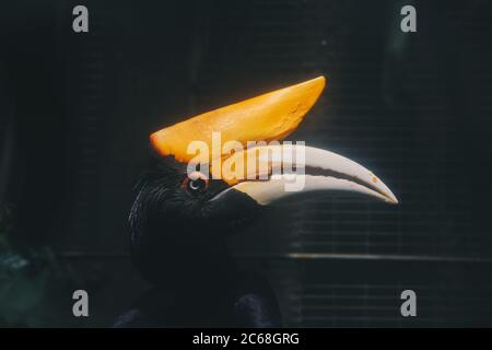 Wreathed Hornbill (Rhyticeros Undulatus), auch bekannt als die Bar pouched bekränzt Hornbill. Stockfoto