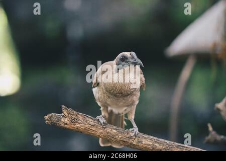 Nahaufnahme Porträt von behelmtem Friarbird, Philemon buceroides, sitzt auf einem Ast. Sehr merkwürdig langer Kopf, hässlicher Vogel. Stockfoto