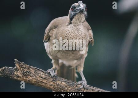 Nahaufnahme Porträt von behelmtem Friarbird, Philemon buceroides, sitzt auf einem Ast. Sehr merkwürdig langer Kopf, hässlicher Vogel. Stockfoto