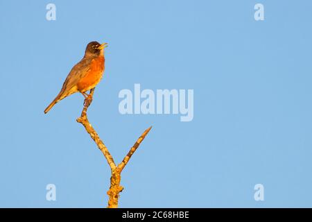 American Robin (Turdus migratorius), Ankeny National Wildlife Refuge, Oregon Stockfoto