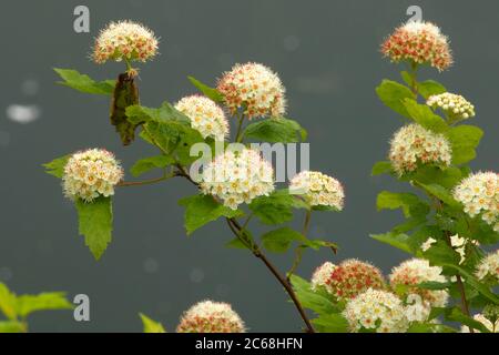 Ninebark (Physocarpus) in Blüte am Young Lake, Aumsville Ponds Park, Marion County, Oregon Stockfoto